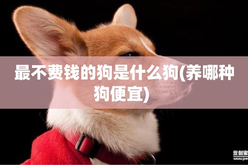 最不費錢的狗是什么狗(養哪種狗便宜) 