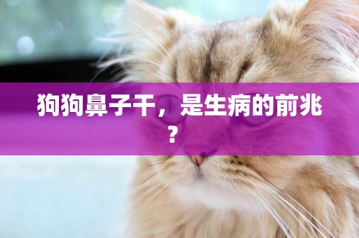狗狗鼻子干，是生病的前兆？ 