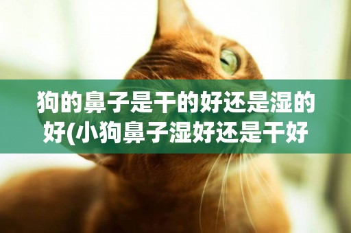 狗的鼻子是干的好還是濕的好(小狗鼻子濕好還是干好) 