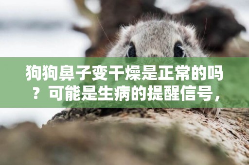 狗狗鼻子變干燥是正常的嗎？可能是生病的提醒信號，主人要警惕 
