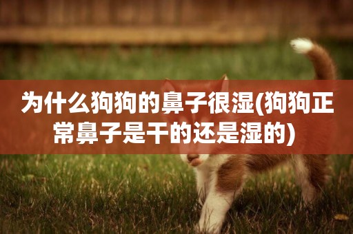 為什么狗狗的鼻子很濕(狗狗正常鼻子是干的還是濕的) 