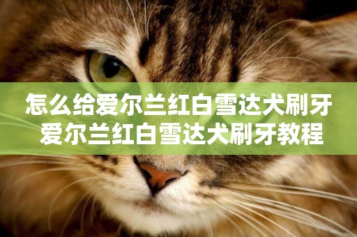 怎么給愛爾蘭紅白雪達犬刷牙 愛爾蘭紅白雪達犬刷牙教程