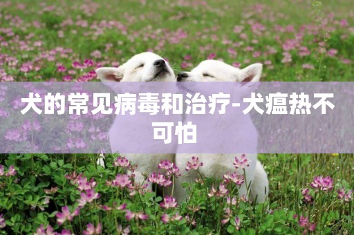 犬的常見病毒和治療-犬瘟熱不可怕 