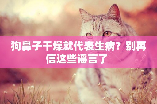 狗鼻子干燥就代表生病？別再信這些謠言了 