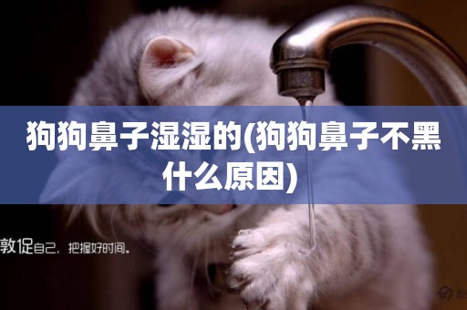 狗狗鼻子濕濕的(狗狗鼻子不黑什么原因) 