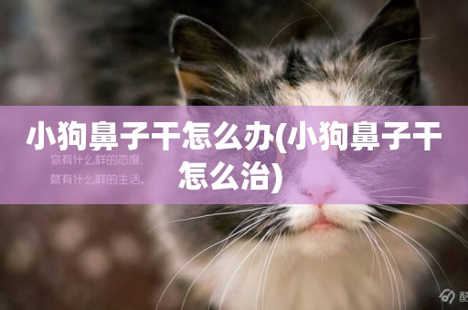 小狗鼻子干怎么辦(小狗鼻子干怎么治) 