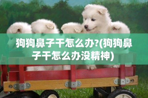 狗狗鼻子干怎么辦?(狗狗鼻子干怎么辦沒精神) 