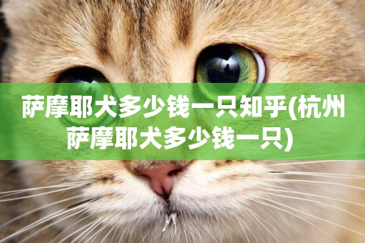 薩摩耶犬多少錢一只知乎(杭州薩摩耶犬多少錢一只) 