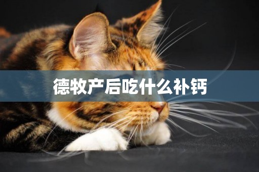 德牧產后吃什么補鈣