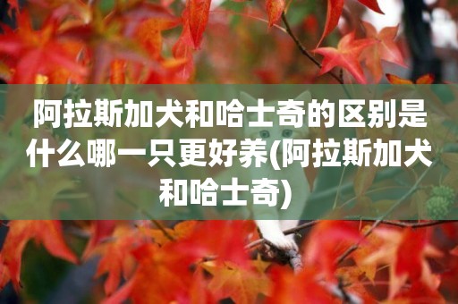 阿拉斯加犬和哈士奇的區別是什么哪一只更好養(阿拉斯加犬和哈士奇) 