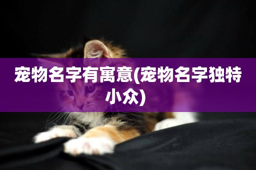 寵物名字有寓意(寵物名字獨特小眾) 