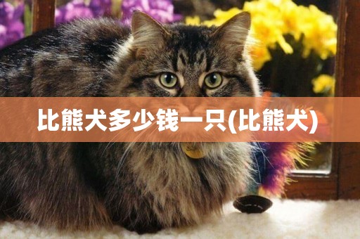 比熊犬多少錢一只(比熊犬) 