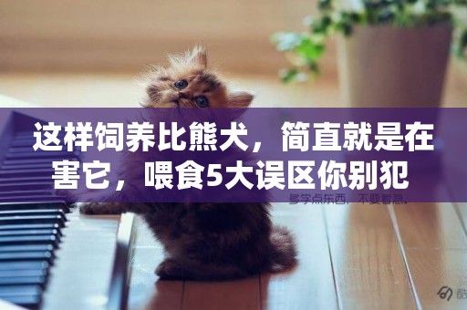 這樣飼養比熊犬，簡直就是在害它，喂食5大誤區你別犯 