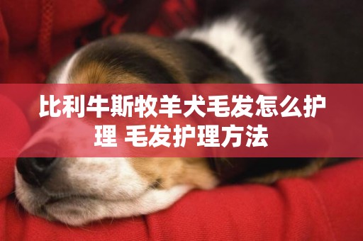 比利牛斯牧羊犬毛發怎么護理 毛發護理方法
