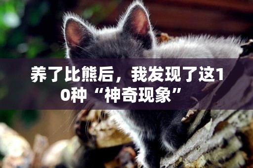 養了比熊后，我發現了這10種“神奇現象” 