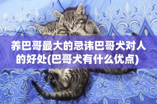 養巴哥最大的忌諱巴哥犬對人的好處(巴哥犬有什么優點) 