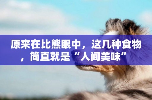 原來在比熊眼中，這幾種食物，簡直就是“人間美味” 