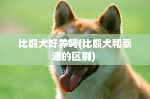 比熊犬好養嗎(比熊犬和泰迪的區別) 