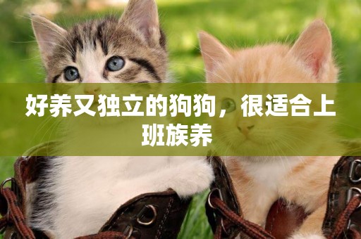 好養又獨立的狗狗，很適合上班族養 