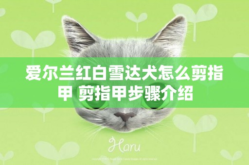愛爾蘭紅白雪達犬怎么剪指甲 剪指甲步驟介紹