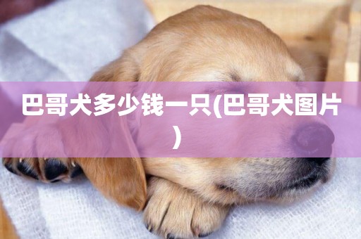 巴哥犬多少錢一只(巴哥犬圖片) 