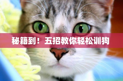 秘籍到！五招教你輕松訓狗 