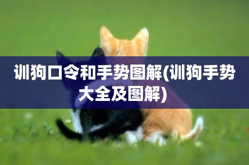 訓狗口令和手勢圖解(訓狗手勢大全及圖解) 