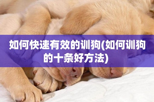 如何快速有效的訓狗(如何訓狗的十條好方法) 