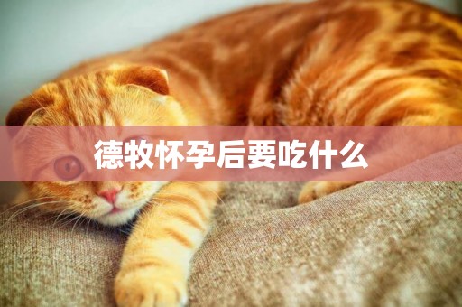 德牧懷孕后要吃什么