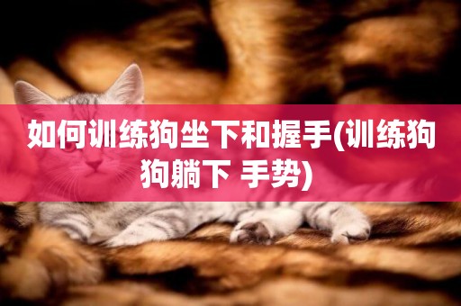 如何訓練狗坐下和握手(訓練狗狗躺下 手勢) 