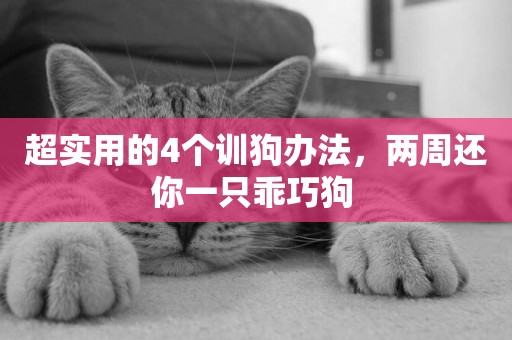超實用的4個訓狗辦法，兩周還你一只乖巧狗 