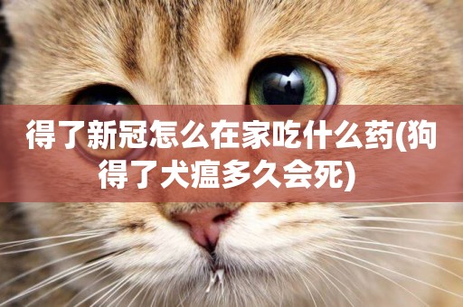 得了新冠怎么在家吃什么藥(狗得了犬瘟多久會死) 