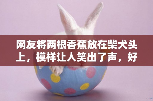網友將兩根香蕉放在柴犬頭上，模樣讓人笑出了聲，好像兩個耳朵呀 