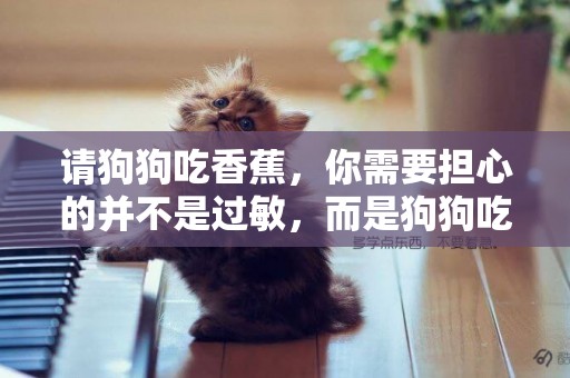 請狗狗吃香蕉，你需要擔心的并不是過敏，而是狗狗吃得太多會變胖 