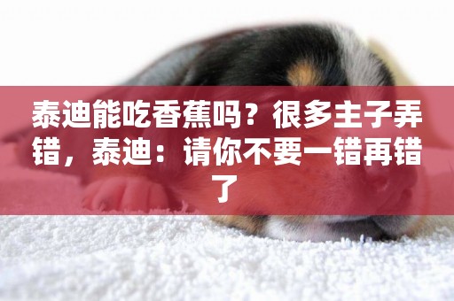 泰迪能吃香蕉嗎？很多主子弄錯，泰迪：請你不要一錯再錯了 