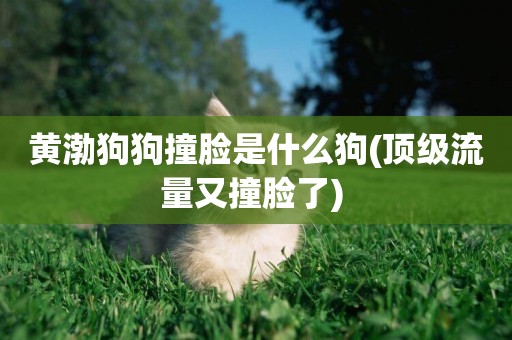 黃渤狗狗撞臉是什么狗(頂級流量又撞臉了) 