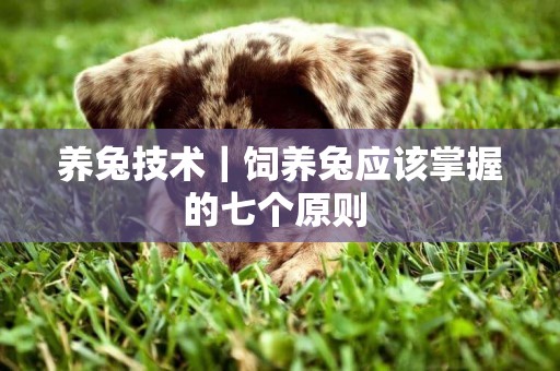 養兔技術｜飼養兔應該掌握的七個原則 