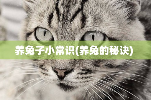 養兔子小常識(養兔的秘訣) 