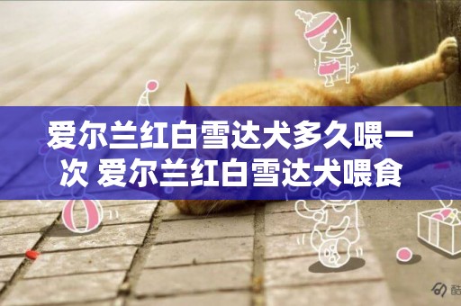 愛爾蘭紅白雪達犬多久喂一次 愛爾蘭紅白雪達犬喂食介紹