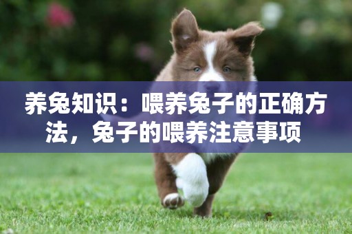 養兔知識：喂養兔子的正確方法，兔子的喂養注意事項 