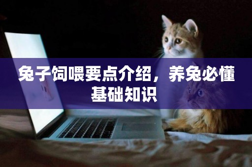 兔子飼喂要點介紹，養兔必懂基礎知識 