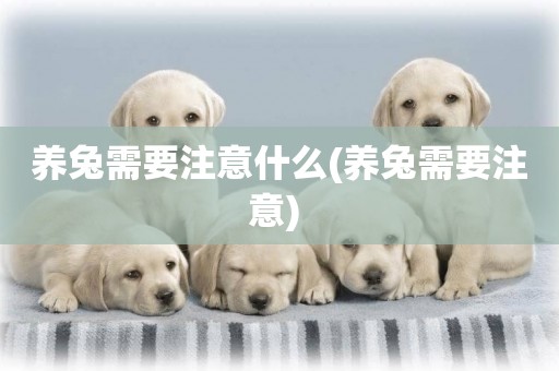 養兔需要注意什么(養兔需要注意) 