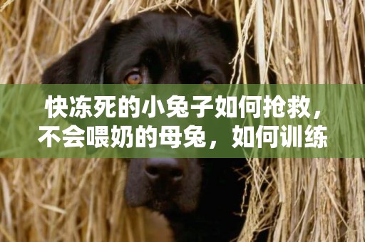 快凍死的小兔子如何搶救，不會喂奶的母兔，如何訓練正常喂奶？ 