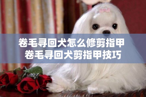 卷毛尋回犬怎么修剪指甲 卷毛尋回犬剪指甲技巧