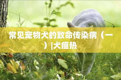 常見寵物犬的致命傳染病（一）|犬瘟熱 