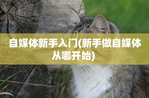 自媒體新手入門(新手做自媒體從哪開始) 