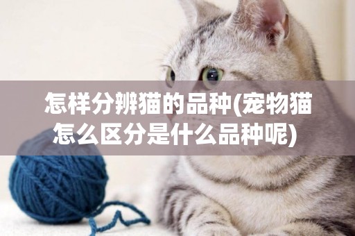 怎樣分辨貓的品種(寵物貓怎么區分是什么品種呢) 