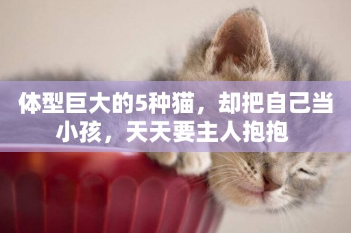 體型巨大的5種貓，卻把自己當小孩，天天要主人抱抱 