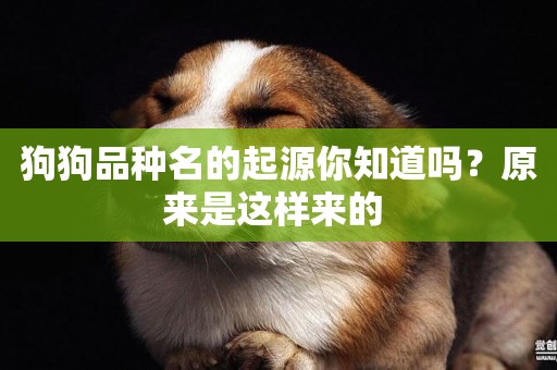狗狗品種名的起源你知道嗎？原來是這樣來的 