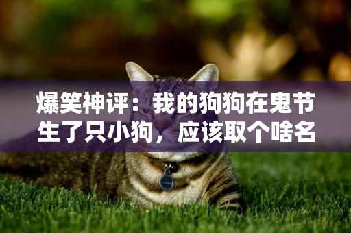 爆笑神評：我的狗狗在鬼節生了只小狗，應該取個啥名字好呢？ 